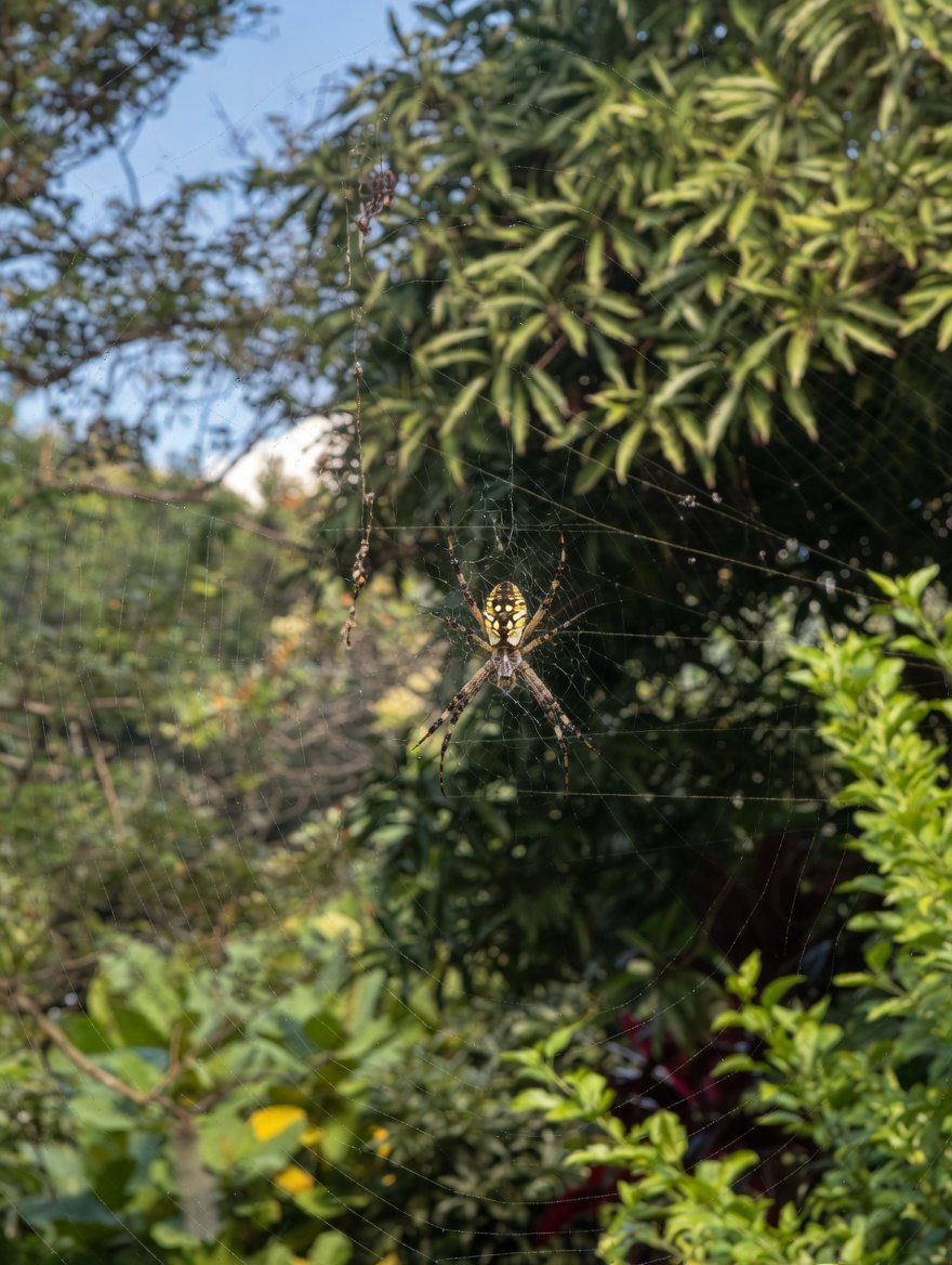 Golden orb spider
